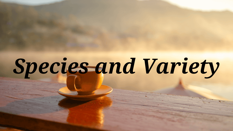 Exploring Factors Influencing Coffee Flavor Part 1: Species and Variety